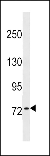 KHNYN Antibody