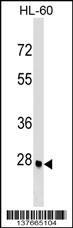 ARGFX Antibody