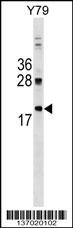 DNAJC5 Antibody