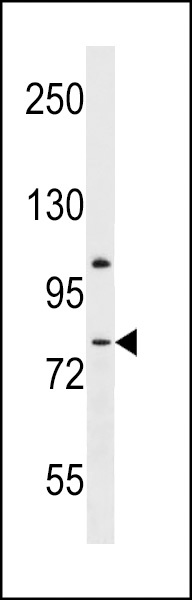 LPHN3 Antibody