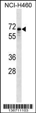 SNTB1 Antibody