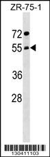 ARCN1 Antibody