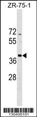 SCO2 Antibody