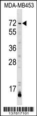 AMIGO3 Antibody