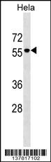 AMIGO3 Antibody