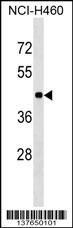 TOR3A Antibody