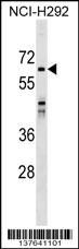 SNX33 Antibody