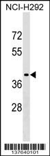 SNX21 Antibody