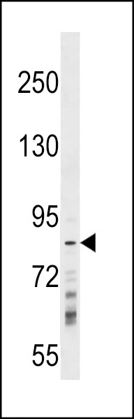 RNF219 Antibody