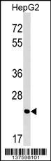 MRTO4 Antibody