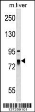 LARP4 Antibody