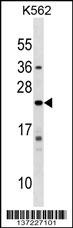 IFNA10 Antibody