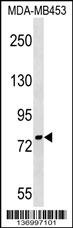 PNPT1 Antibody