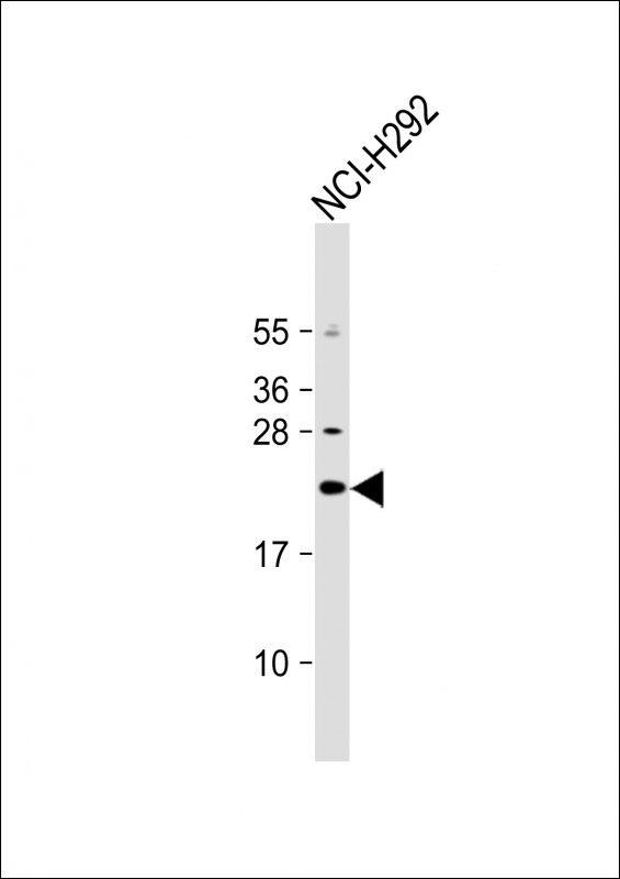 DNAJC5G Antibody