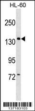 PWP2 Antibody