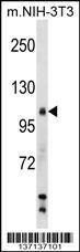 Mouse Sik2 Antibody