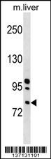 Rnasel Antibody