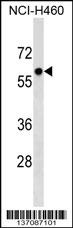 PRIM2 Antibody