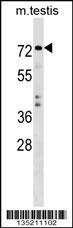 TRIM41 Antibody