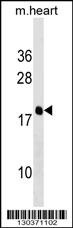 PDE6D Antibody