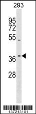 TAS2R13 Antibody