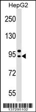 AP4B1 Antibody