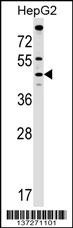 MCAT Antibody