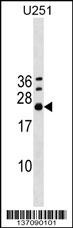 EXOSC4 Antibody