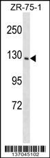 PITPNM1 Antibody