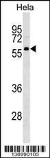 NELFCD Antibody