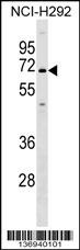 KCNN1 Antibody