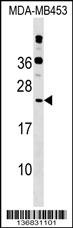 POLR2D Antibody