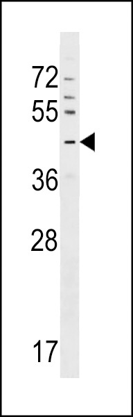 GPR63 Antibody