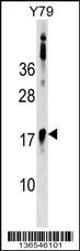 BCL7B Antibody
