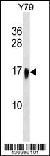 UBE2G1 Antibody