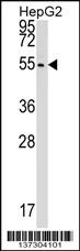 CLP1 Antibody