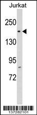 RPAP1 Antibody