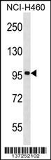 FBXL13 Antibody