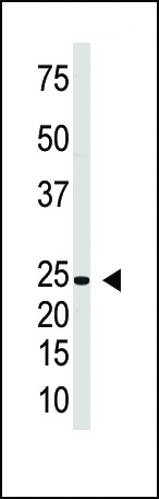 IFNL1 Antibody