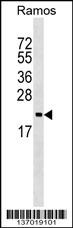 ARF5 Antibody