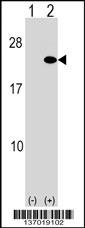 ARF5 Antibody