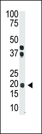 IL28 Antibody