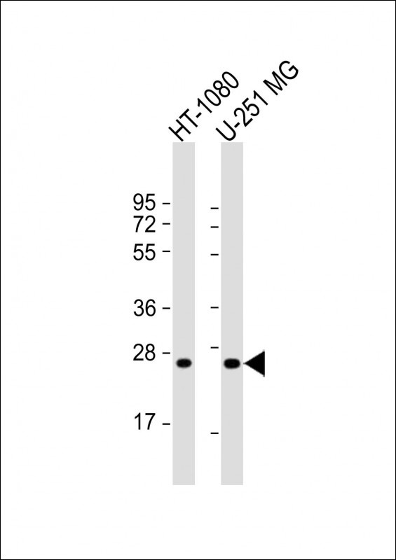 ULBP2 Antibody