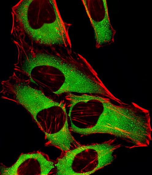 CRTAP Antibody