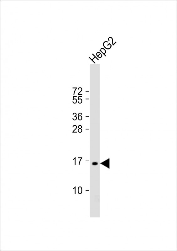 SCAND1 Antibody