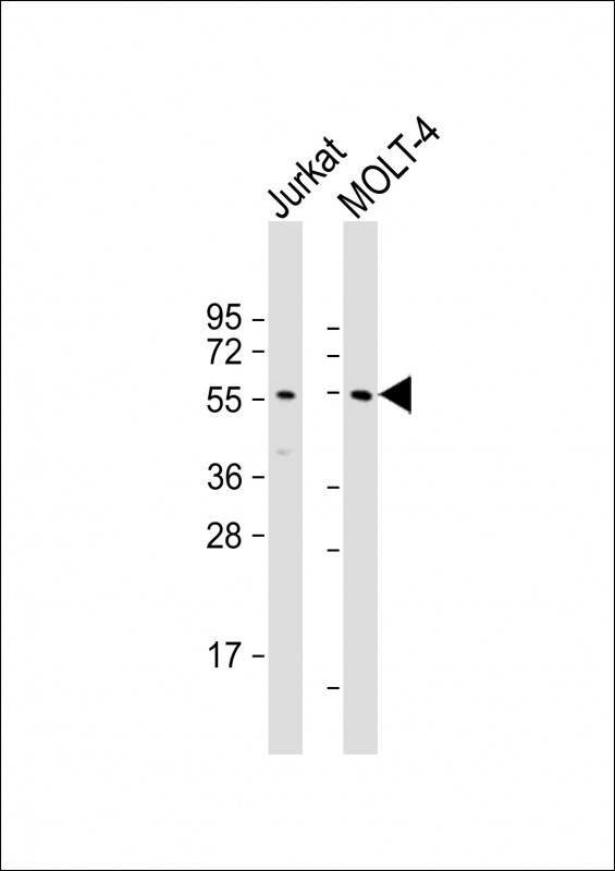 VIPR2 Antibody