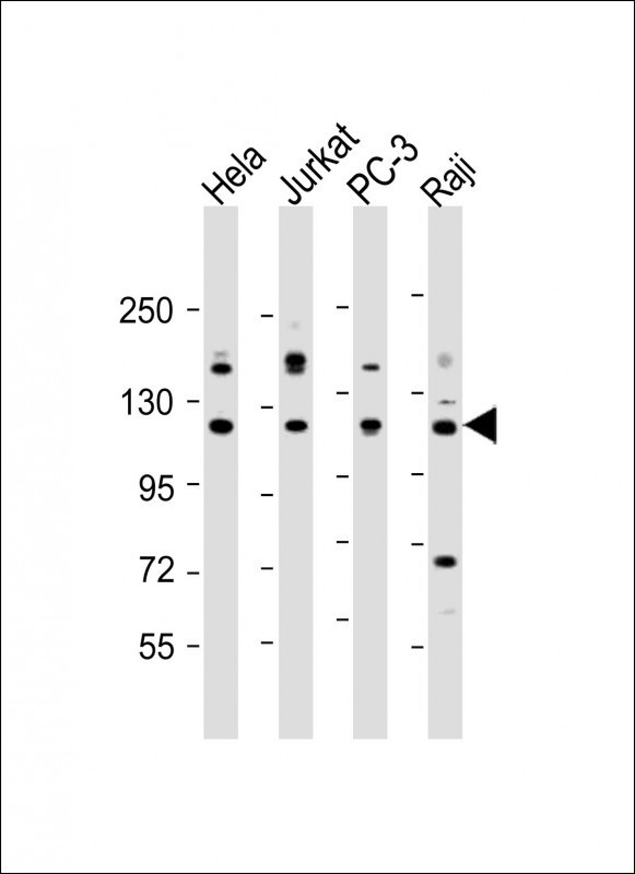 REST Antibody