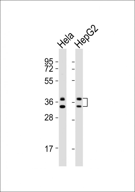 HNRNPA1 Antibody