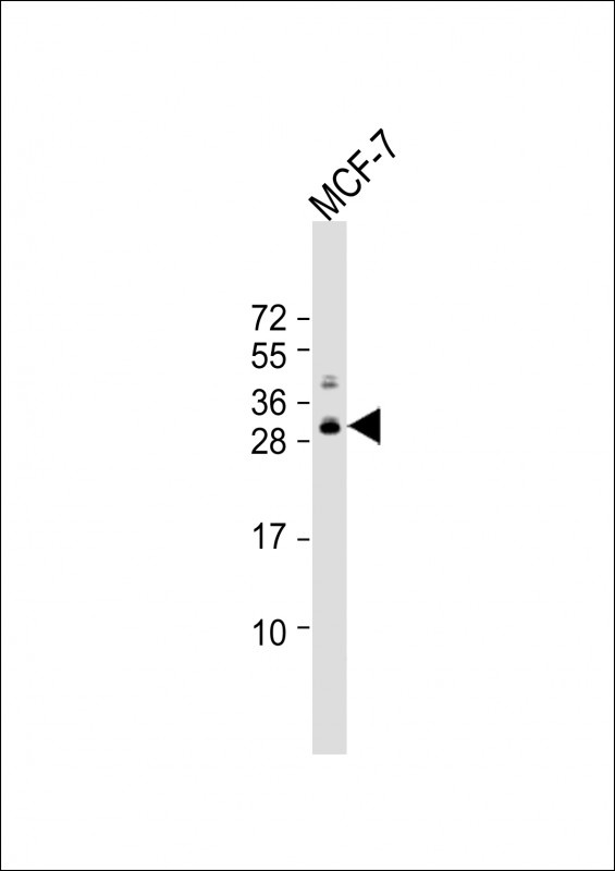 POLR3G Antibody