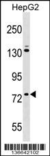 ZNF540 Antibody